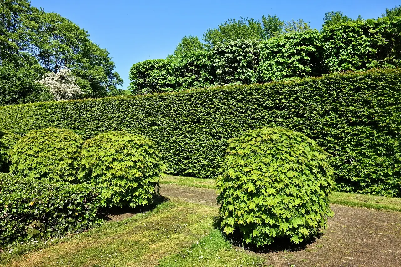 shorn hedge, shorn bush, hedge, bush, foliage, pruning, manipulation, park, garden, nature, green park