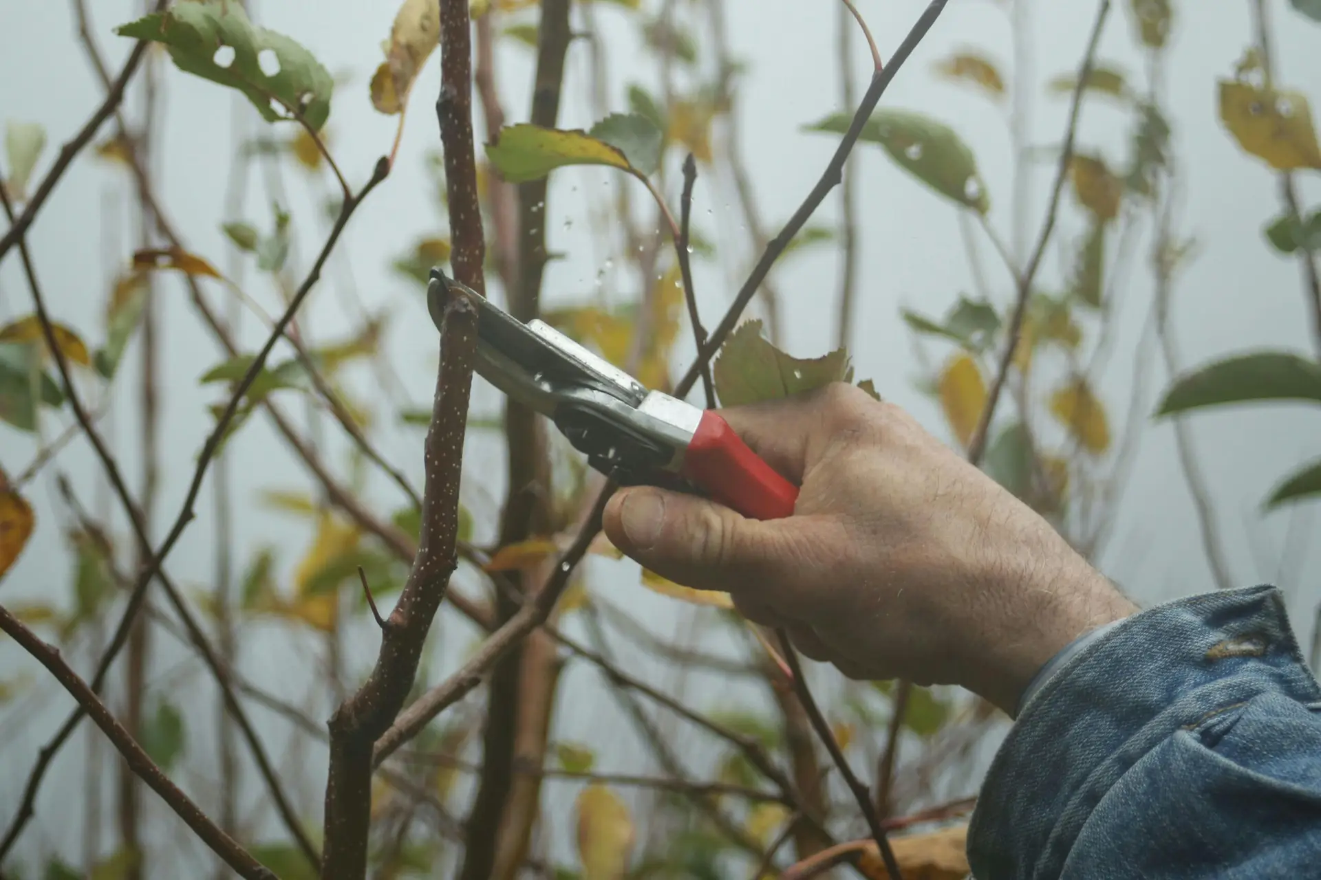 A gardener's hand using pruning shears to trim branches in an autumn garden.