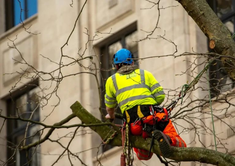 Free stock photo of arborist, architecture, autumn